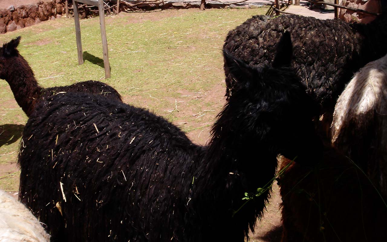 alpaca - trip peru