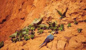 Peru-Tours-Lima-Trip-Peru