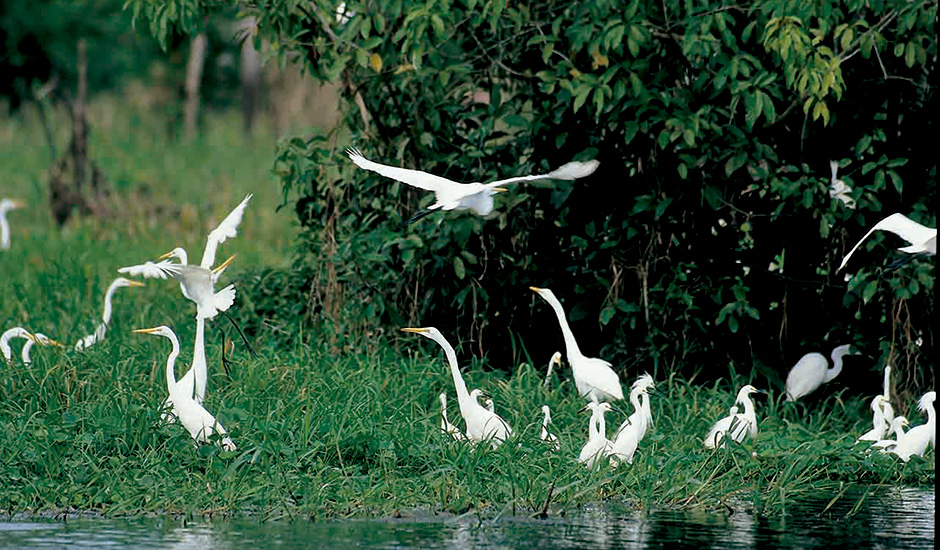 white-heron-trip-peru
