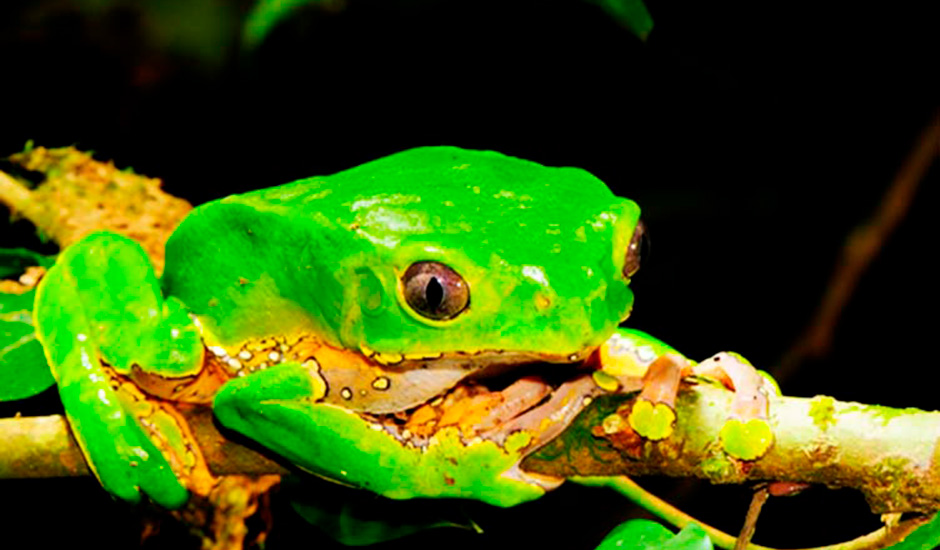Trips to the Peruvian Amazon